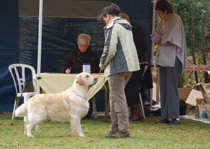 herosjongehond.jpg